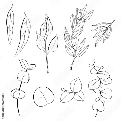 Large set of eucalyptus leaves and branches.Collection of eucalyptus branches. Vector illustration of greenery. Eucalyptus with seeds.