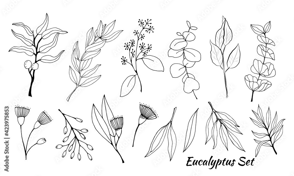 Large set of eucalyptus leaves and branches. Collection of eucalyptus