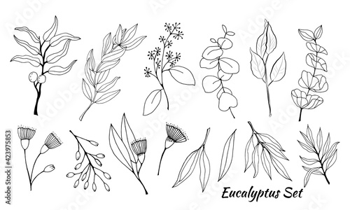 Large set of eucalyptus leaves and branches. Collection of eucalyptus branches. Vector illustration of greenery. Eucalyptus with seeds.