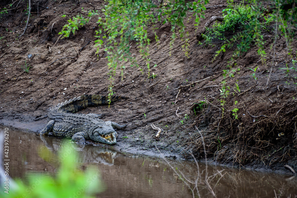 Obraz premium A crocodile resting and waiting for its pray at the shore of a river in Kruger National Park in South Africa.
