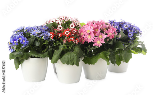 Different cineraria plants in flower pots on white background