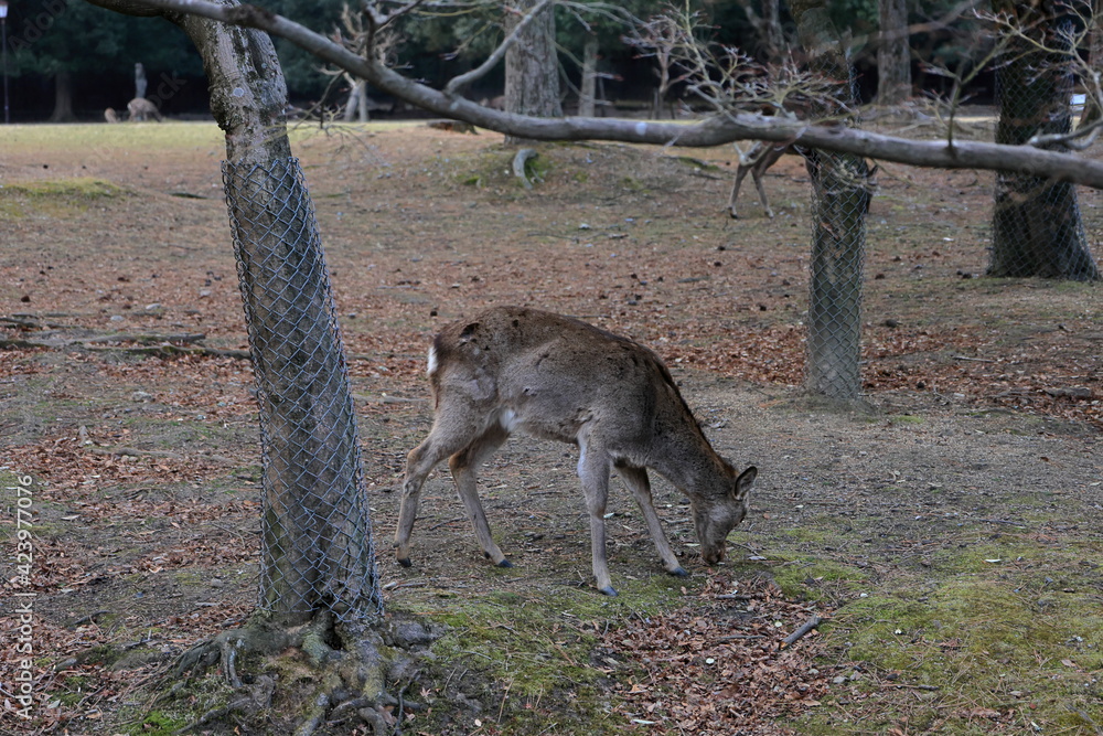 奈良公園 奈良 日本 奈良公園 奈良 日本