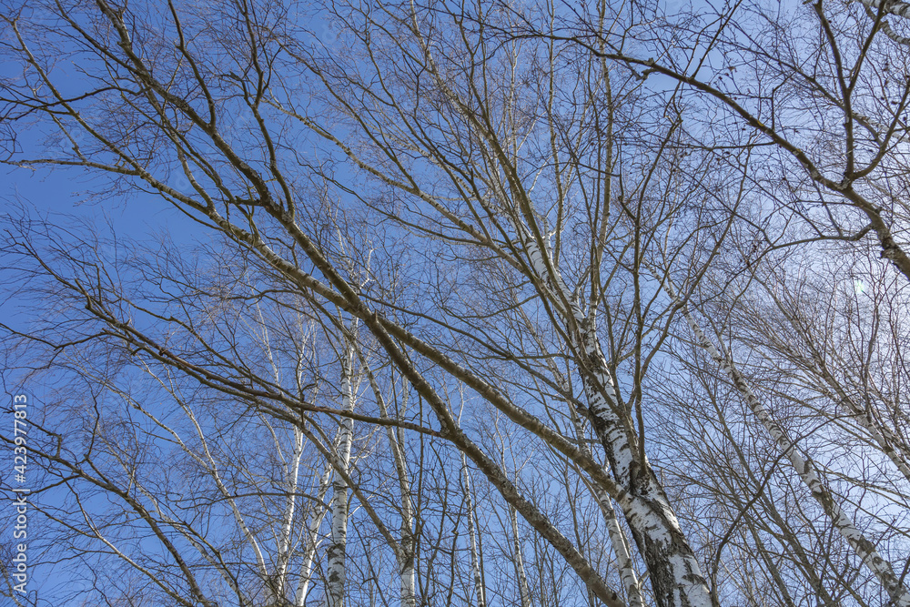 Branched old perennial tree and blue cloudless sky at daytime Branched old perennial tree and blue cloudless sky at daytime
