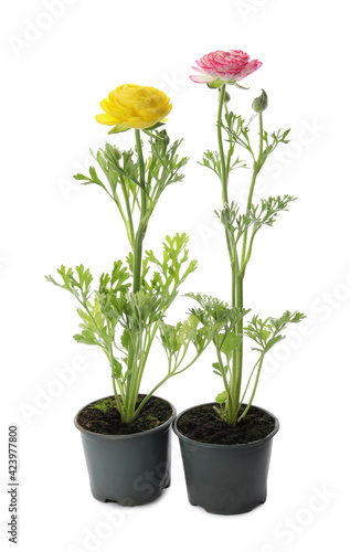 Beautiful ranunculus flowers in pots on white background