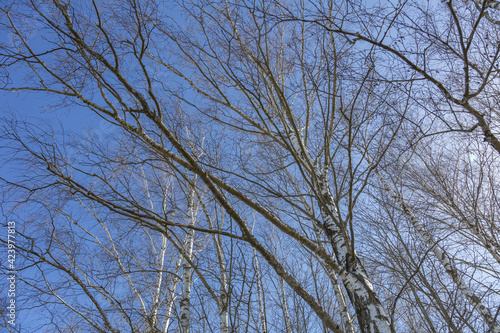 Branched old perennial tree and blue cloudless sky at daytime
