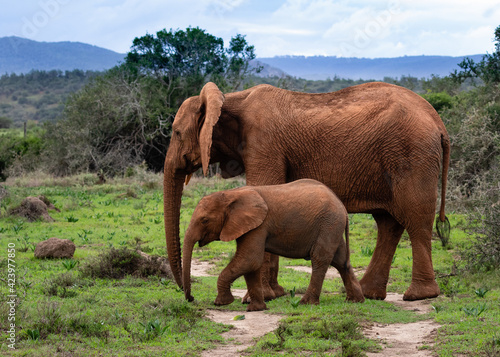Red elephant cow and calf walking in the veld