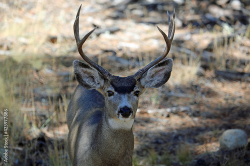 Deer portrait, Colorado © jerzy