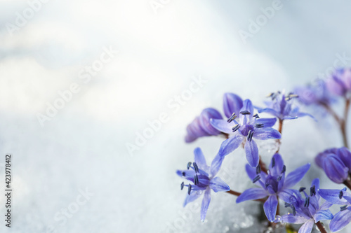 Beautiful lilac alpine squill flowers growing through