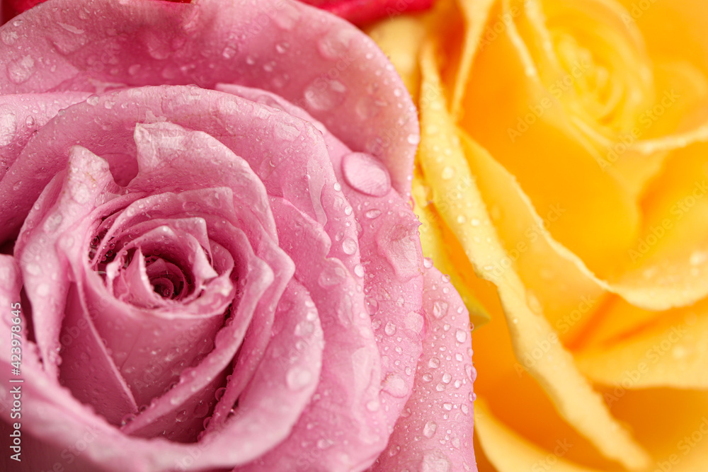 Beautiful fresh rose flowers with water drops as background, closeup Beautiful fresh rose flowers with water drops as background, closeup