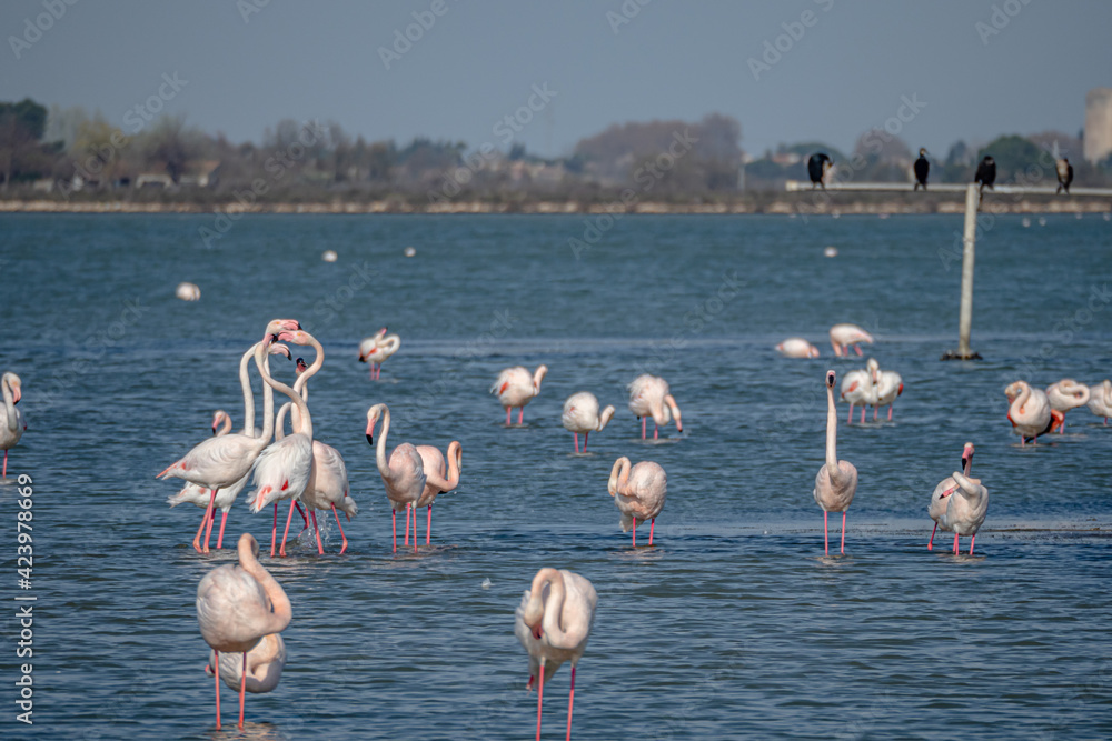 Flamingos getting excited for mating season in the south of France in the Camargue during spring