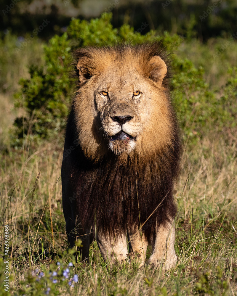 portrait of a male lion with dark mane in the grass looking at the camera and into the sun portrait of a male lion with dark mane in the grass looking at the camera and into the sun