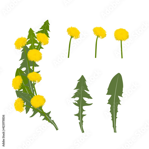 Fototapeta Naklejka Na Ścianę i Meble -  Floral set. Yellow dandelion flowers. Vector illustration. Isolated on a white background. 