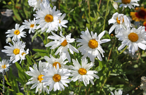 Shasta daisy