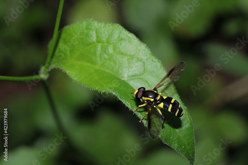 natural eupeodes flower fly photo