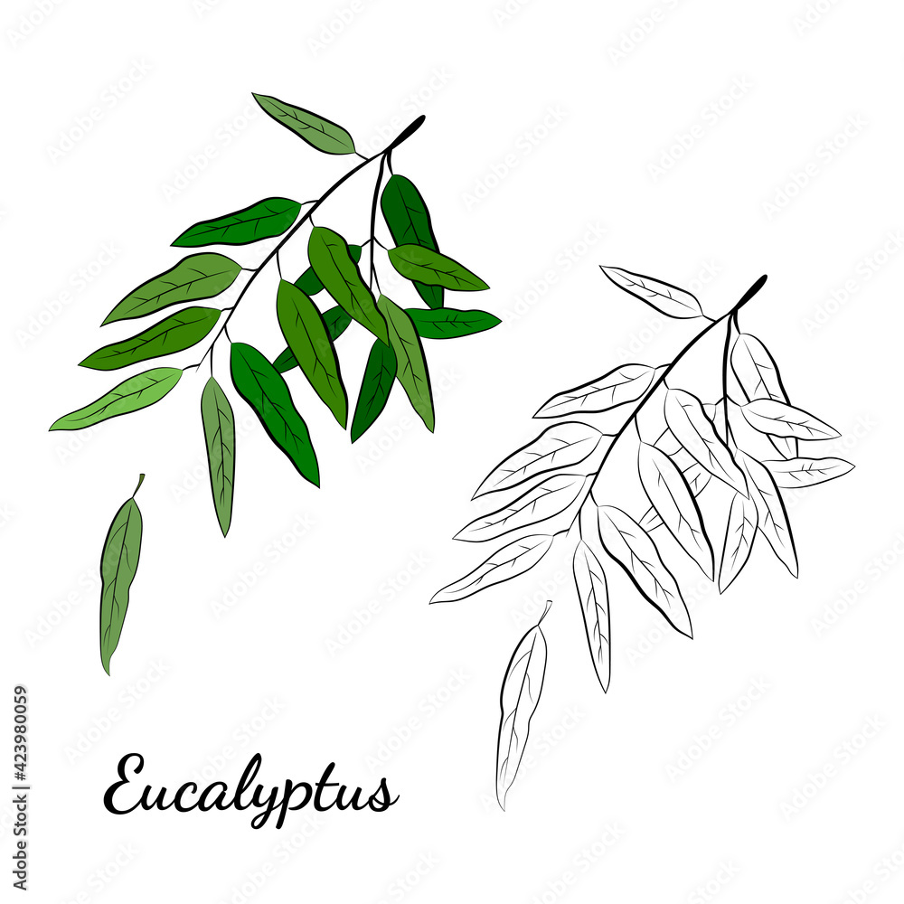 Large set of eucalyptus leaves and branches. Collection of eucalyptus