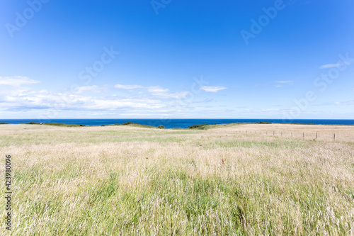 Durham Heritage Coast  tall grass fields leading to the sea on a lovely summer day