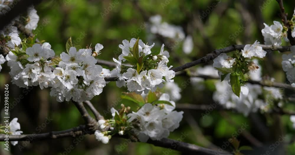 Apple tree flowers in their first phase showing their characteristic pink color. Apple tree flowers in their first phase showing their characteristic pink color.