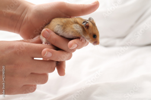 Woman holding cute little hamster against light background, closeup. Space for text
