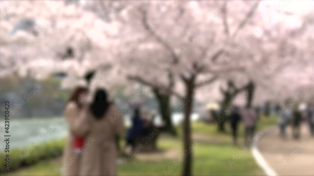 ぼかし背景素材: 満開の桜並木道を歩くマスク姿の人々  4K  広島平和記念公園の桜風景  2021年3月29日撮影