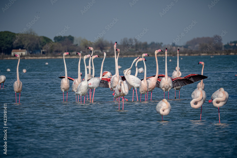 Pink flamingos in the Camargue south France during Springtime getting ready to mate