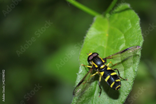 natural eupeodes flower fly photo © Recep