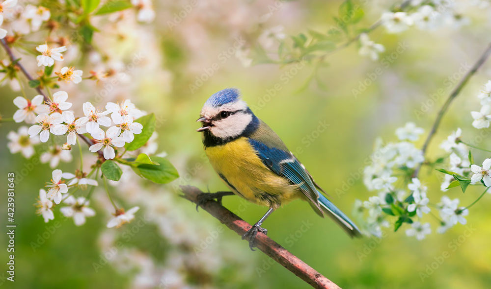 bird tit sits in a blooming spring garden on a sunny day and sings a song bird tit sits in a blooming spring garden on a sunny day and sings a song