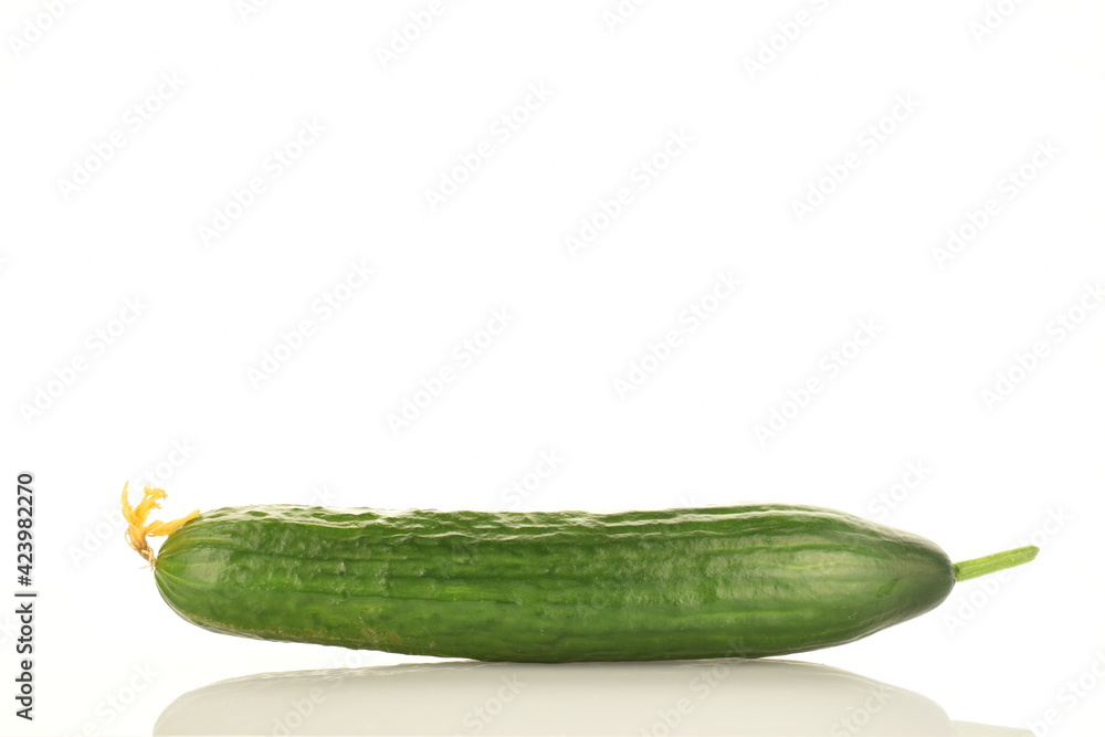 One juicy green cucumber, close-up, isolated on white. One juicy green cucumber, close-up, isolated on white.