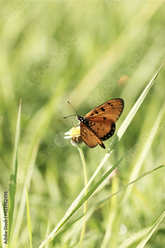 A butterfly perches on a flower among the grass, on the beach, in the morning.