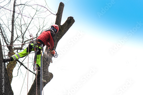 Specialized lumberjack with climbing equipment climbs a tree due to the gradual cutting of a diseased linden tree in a built-up area. 