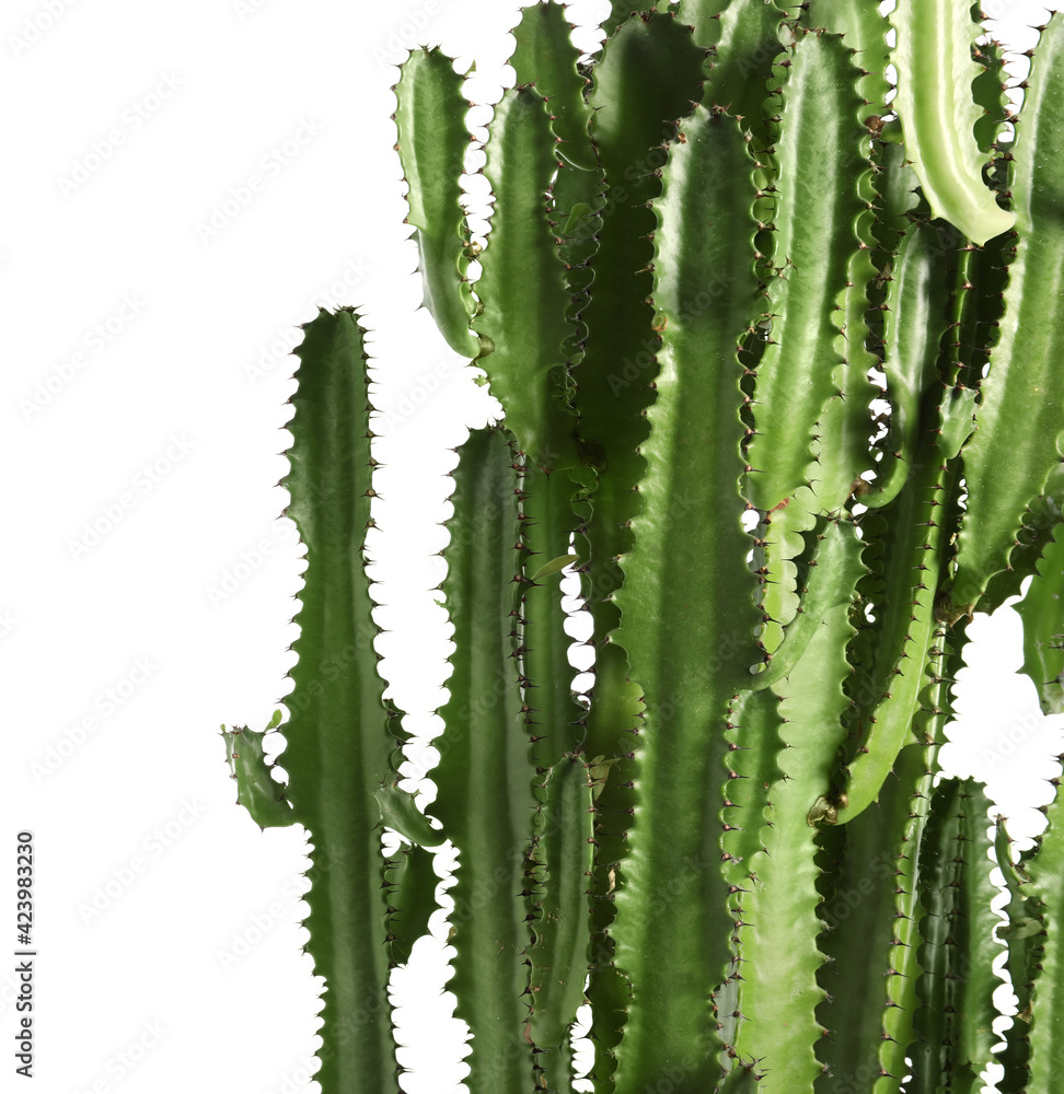 Beautiful cactus on white background. Tropical plant Beautiful cactus on white background. Tropical plant