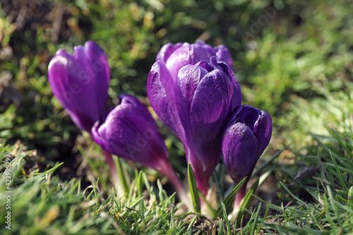 Beautiful purple crocus flowers growing in garden, closeup photo