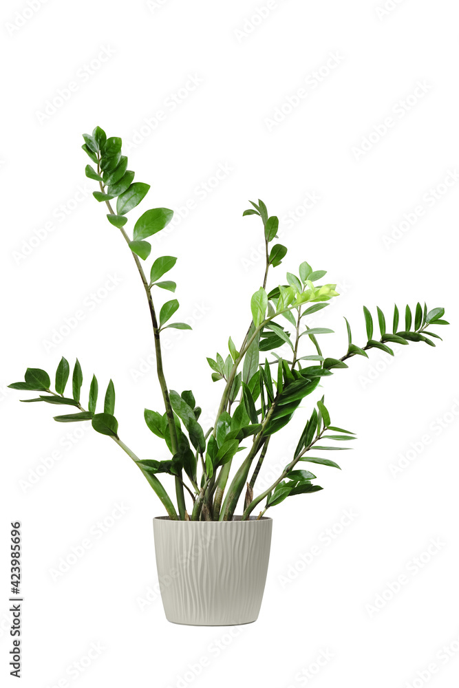 Fototapeta premium Zamioculcas home plant in beige pot. House plant isolated on white background. Zanzibar gem plant in flowerpot.