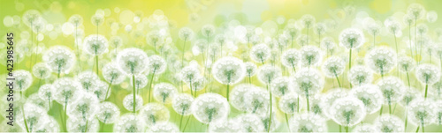 Vector spring bokeh background with white dandelions. White dandelions meadow.