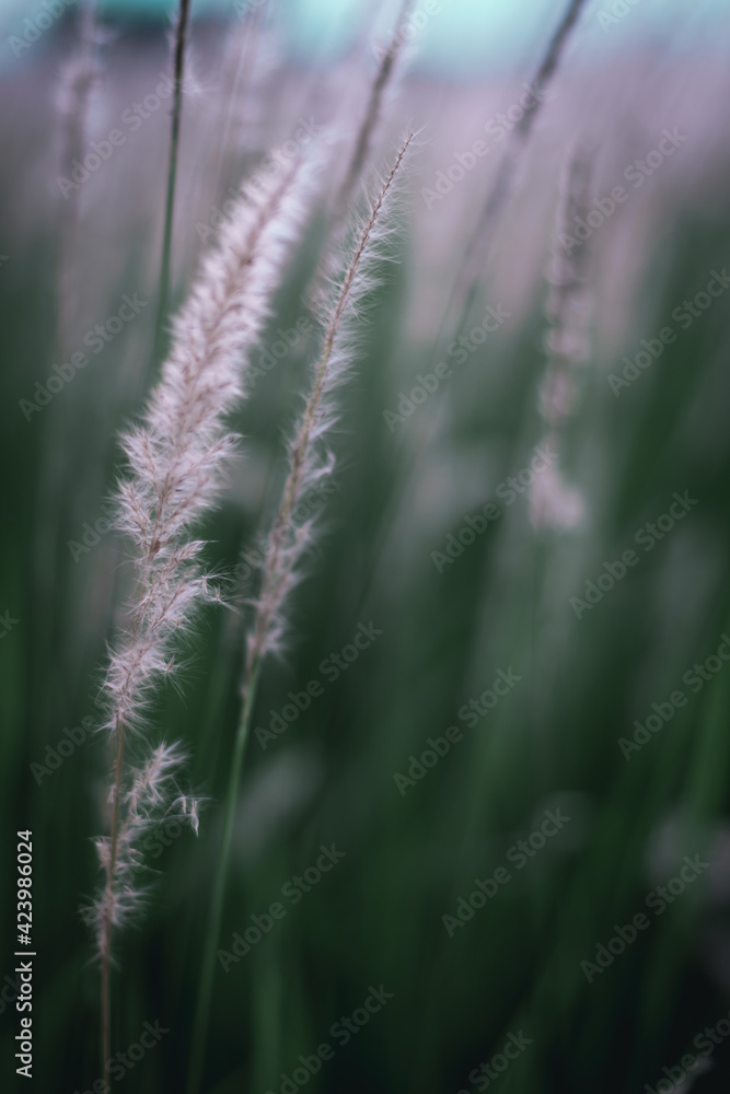 Close up white flower grass and blur green nature background