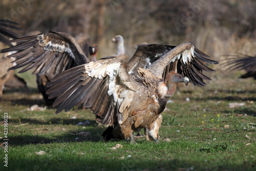 The white-backed vulture (Gyps africanus) fighting for the carcasses.Typical behavior of bird scavengers around carcass, rare observations during safari.