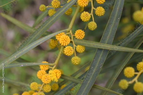 Yellow flowers of Eucalyptus erythrocorys photo