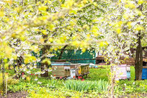 Fototapeta Naklejka Na Ścianę i Meble -  old wooden hives on apiary under flower blooming cherry tree. Hives bloom ingesday in spring. Honey harvest in flowering gardens. Collecting floral spring honey
