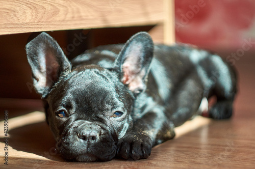 french bulldog lying on the floor. Cute black dog. © Степан Хаджи