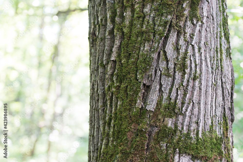 Bark! Oak in oak forest. An old tree is a whole planet. Bark! Oak in oak forest. An old tree is a whole planet.