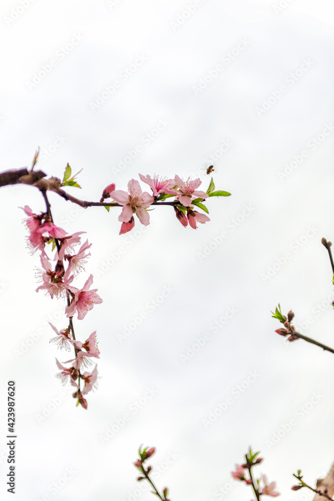 cherry tree blossom cherry tree blossom