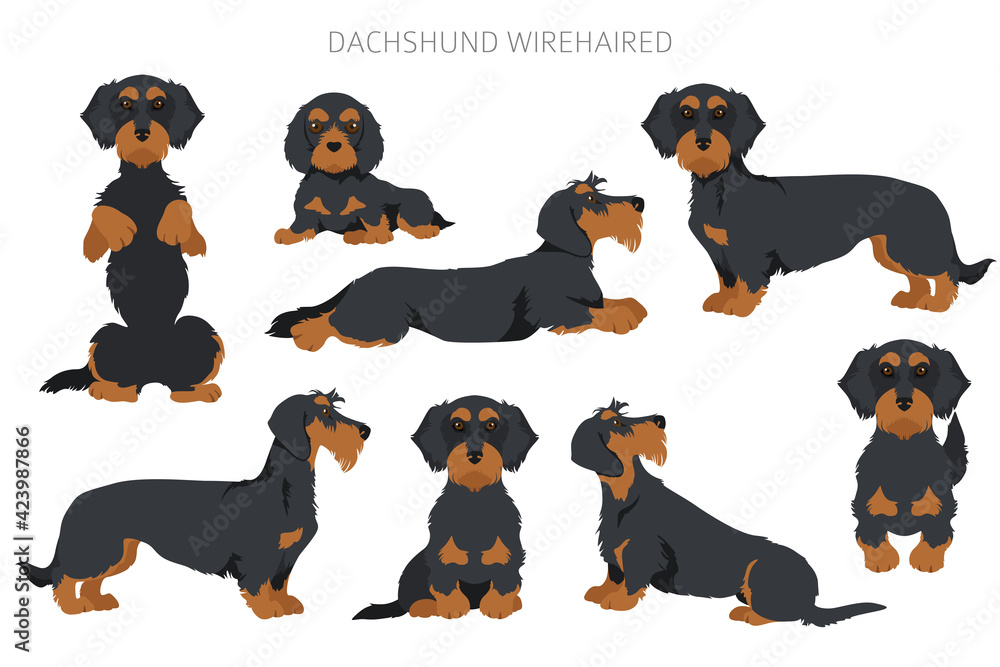 Dachshund wire haired clipart. Different poses, coat colors set