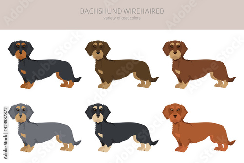 Dachshund wire haired clipart. Different poses, coat colors set