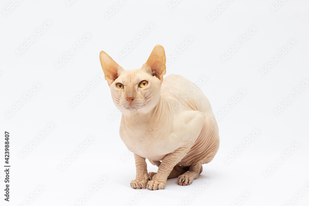 Sphynx cat on a white background