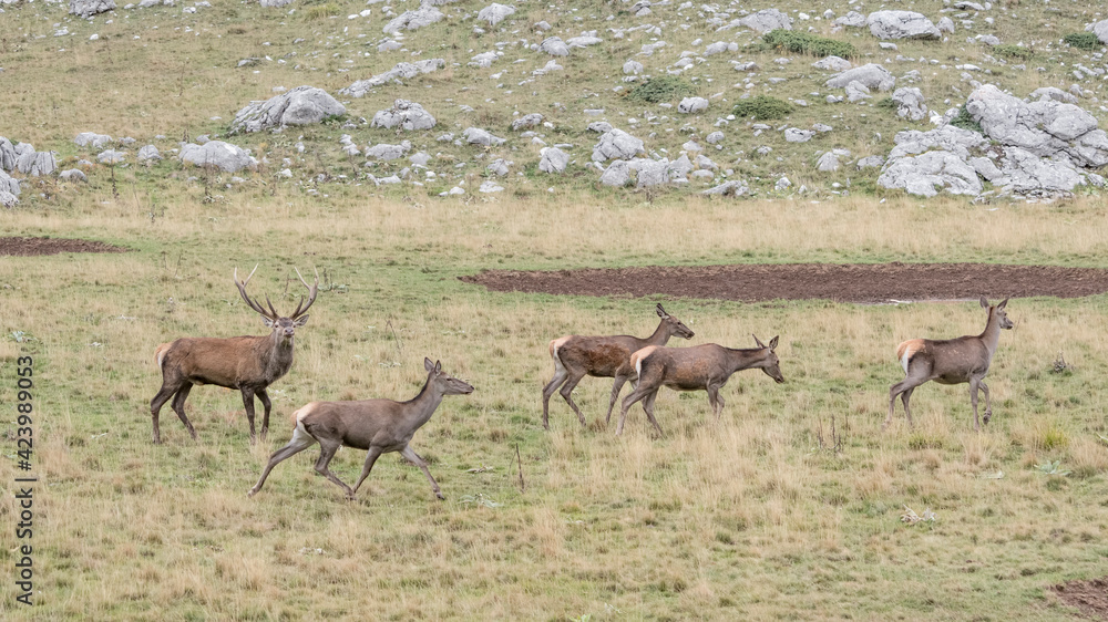 Deer male and females in mountain region (Cervus elaphus) Deer male and females in mountain region (Cervus elaphus)