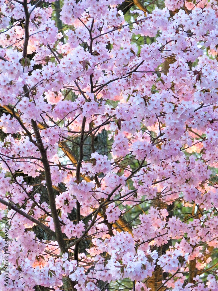 pink cherry blossom pink cherry blossom