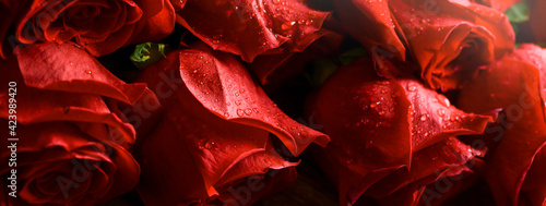 Red roses detail with water drops top view.