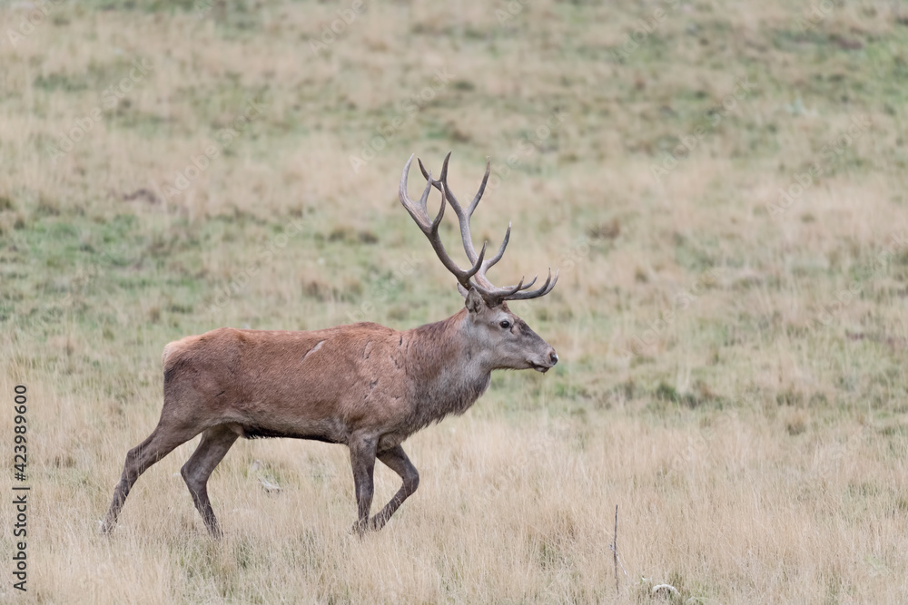 Fototapeta premium Majestic deer cross prairie (Cervus elaphus)