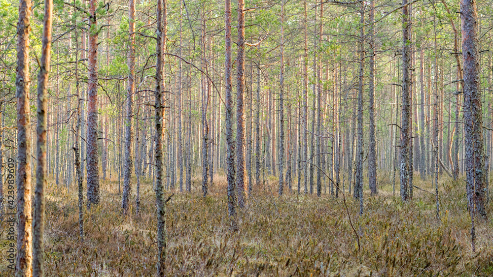 forest of pines