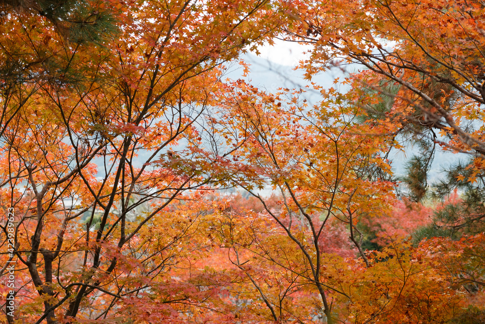 Okochi Sanso's village a place rich of nature and regional products and landscapes