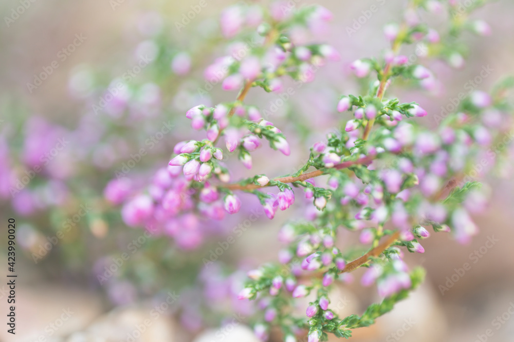 Obraz premium Blurred, abstract, natural background with delicate heather colors. Filmed with a low depth of field.